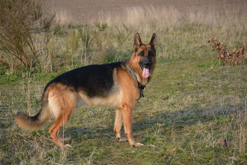 German Shepherd standing in profile