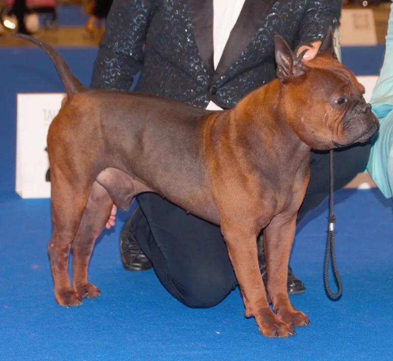 Red Chongqing Dog at a show