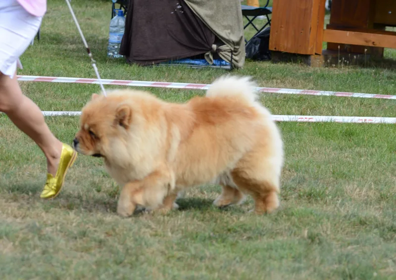 Fawn Chow Chow at a show