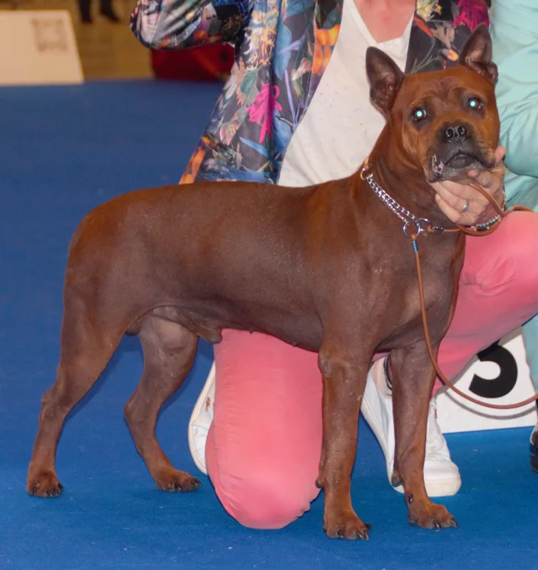 Red Chuandong Hound at a show
