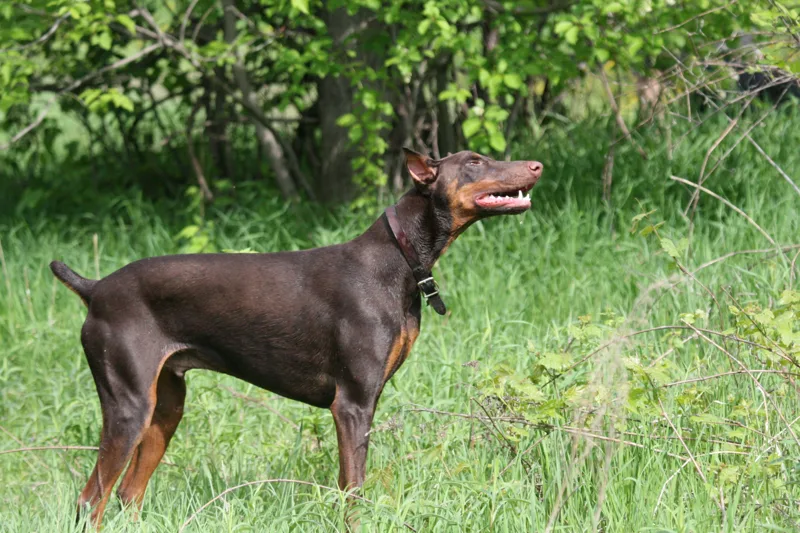 Red Dobermann standing in profile