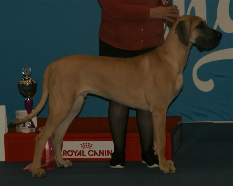 Fawn Great Dane at a show