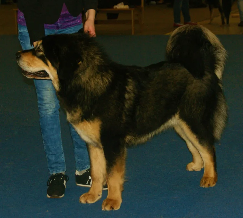 Black and tan Tibetan Mastiff at a show