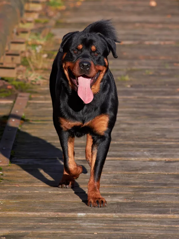 Rottweiler walking towards the camera