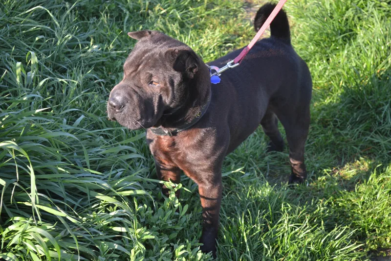 Black Shar Pei