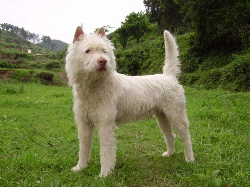 White Xiasi Dog