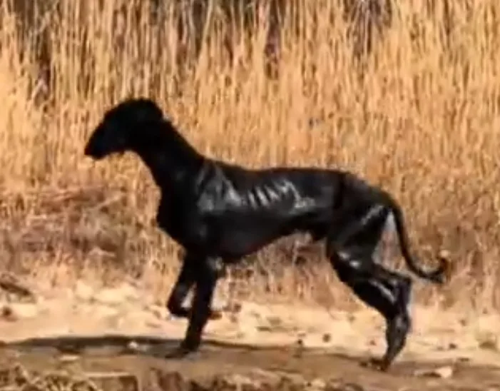 Black Chinese sighthound