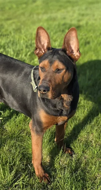 Laizhou Hong : Alysium Red Dogs adult, standing