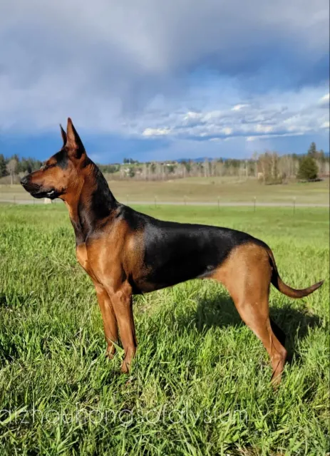 Laizhou Hong : Rieka, Alysium Red Dogs female, stacked in profile