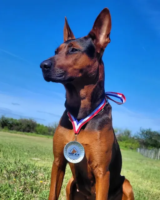 Laizhou Hong : Rieka, Alysium Red Dogs female, sitting with a medal