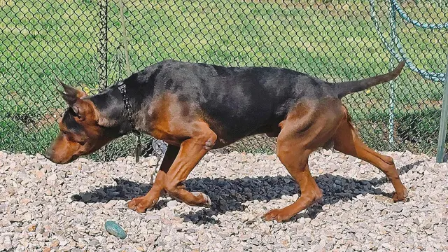 Laizhou Hong : Alysium Red Dogs adult moving, in profile
