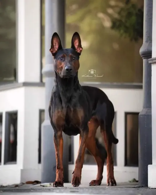 Laizhou Hong : Alysium Red Dogs adult, standing on a porch