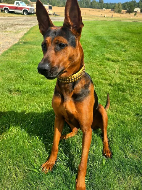 Laizhou Hong : Alysium Red Dogs adult with a very red coat, sitting