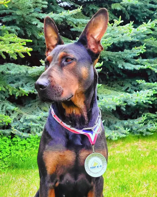 Laizhou Hong : Alysium Red Dogs adult with a medal