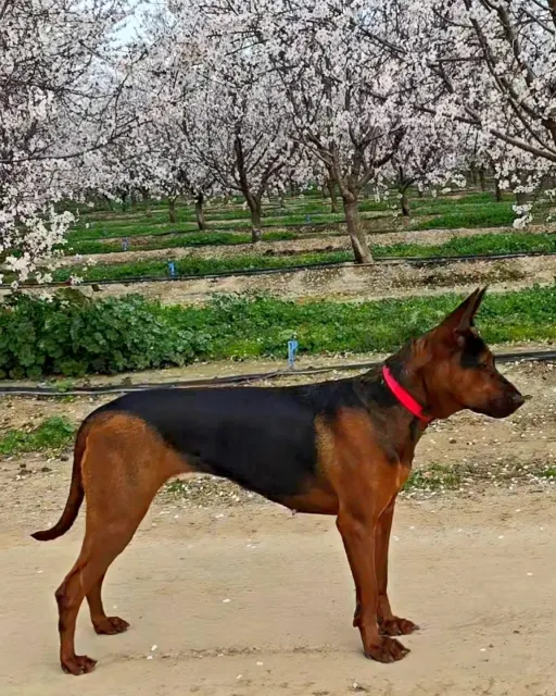 Laizhou Hong : Alysium Red Dogs female stacked, in profile