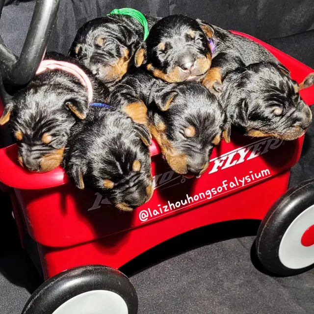 Laizhou Hong : Alysium Red Dogs litter, about 3 to 4 weeks old, in a cart