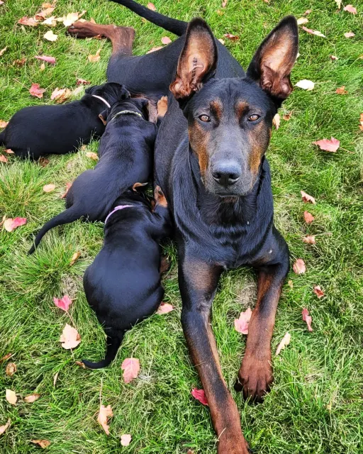 Laizhou Hong : Mother with puppies about 3 weeks old, at Alysium Red Dogs
