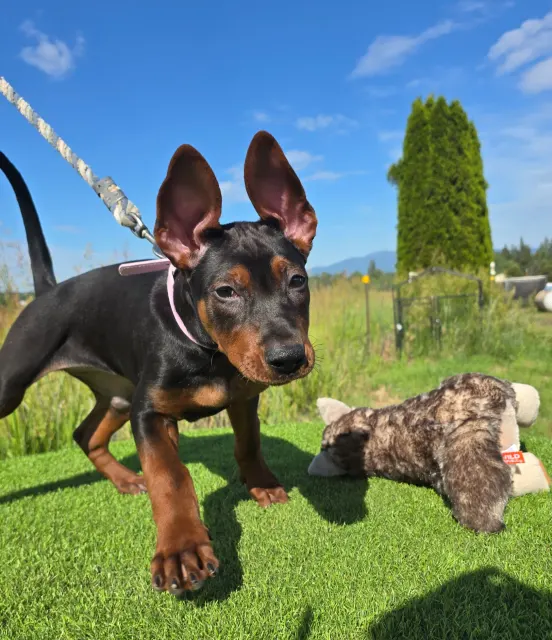 Laizhou Hong : Alysium Red Dogs puppy, about 3 months old, with a toy