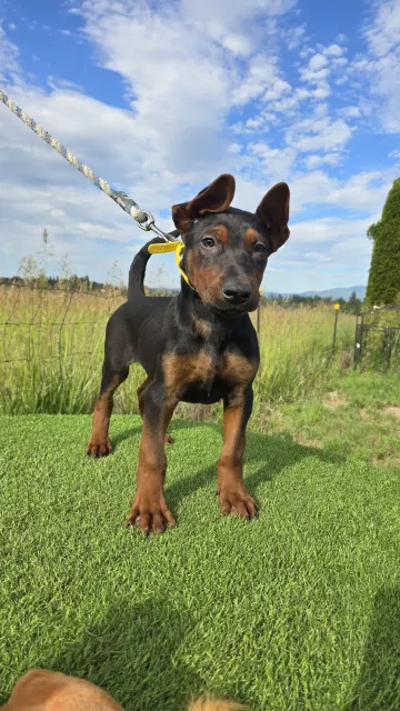 Laizhou Hong : Alysium Red Dogs puppy, about 3 months old, standing