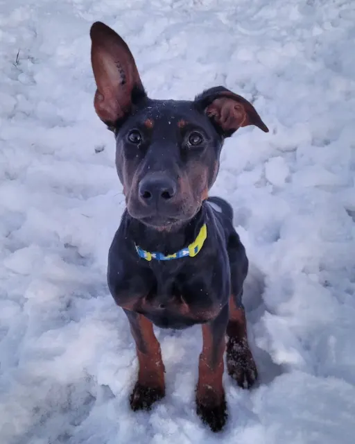 Laizhou Hong : Alysium Red Dogs puppy, about 4 to 5 months old, in the snow