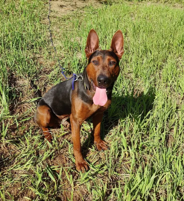 Laizhou Hong : Young Alysium Red Dogs dog, sitting