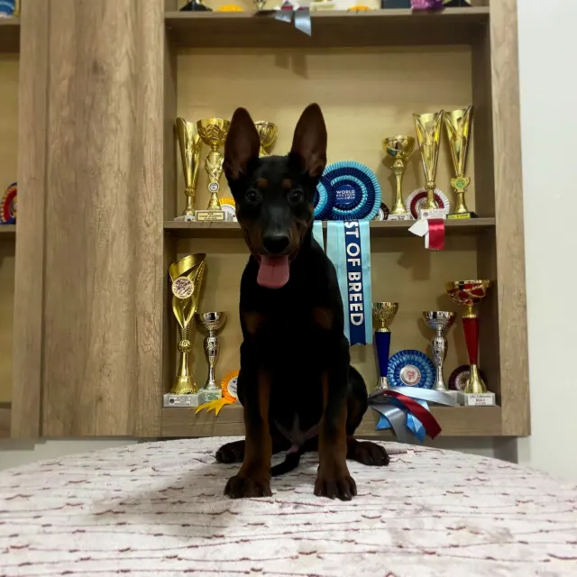 Laizhou Hong : Laizhou Hong Brasil puppy, about 3 to 4 months old, in front of trophies