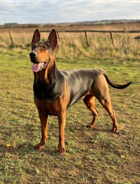 Laizhou Hong : Ivy, from Genesis Red Dog Kennels, in 2023