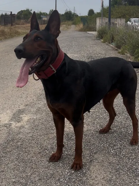 Laizhou Hong : Zury, Red Dog France Club breeding female