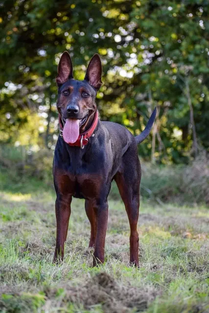 Laizhou Hong : Red Dog France Club adult