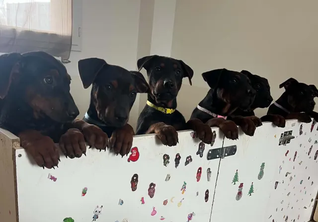 Laizhou Hong : Litter of six Red Dog France Club puppies