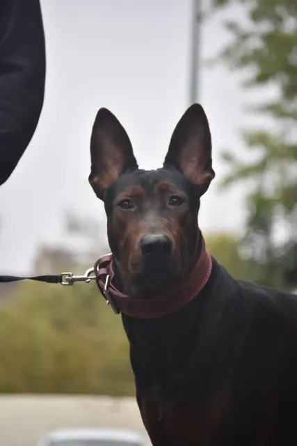 Laizhou Hong : Portrait of a young Red Dog France Club dog
