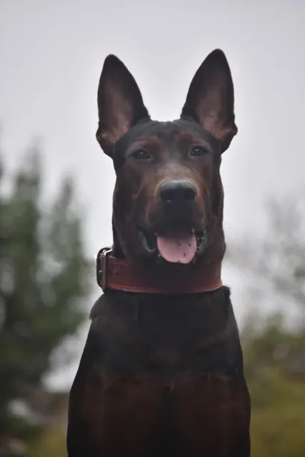 Laizhou Hong : Portrait of a young Red Dog France Club dog
