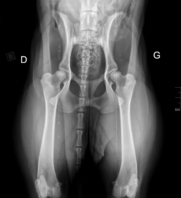X-ray: Zury, breeding female, at 17 months (May 2024): second front view of the pelvis. Unofficial X-ray, no sign of dysplasia noted