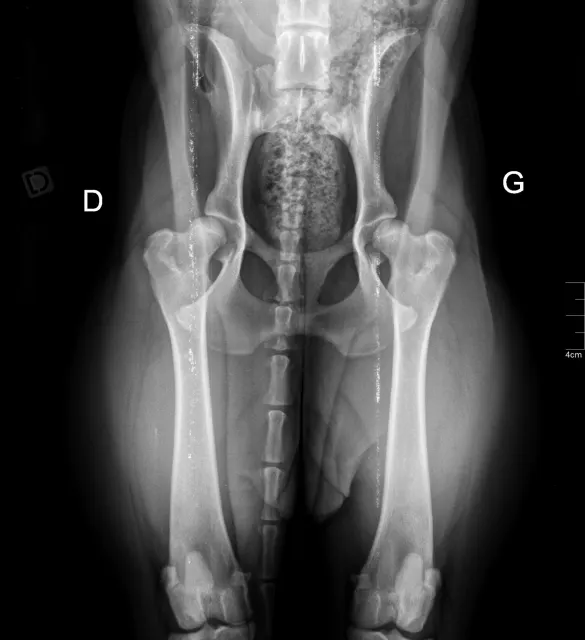 X-ray: Zury, breeding female, at 17 months (May 2024): pelvis, front view. Unofficial X-ray, no sign of dysplasia noted