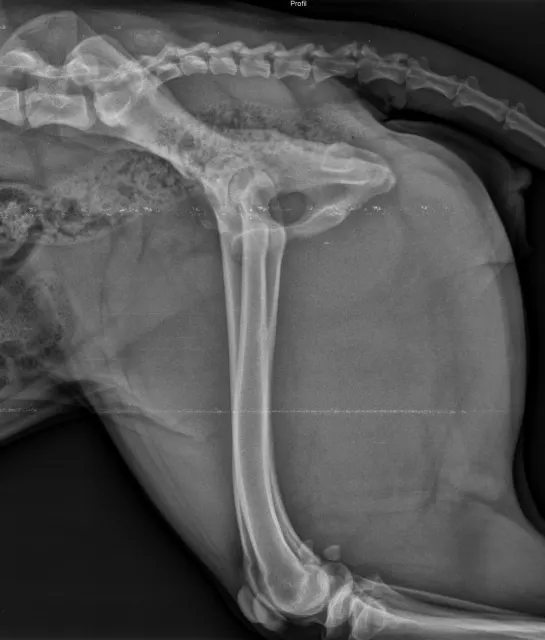 X-ray: Zury, breeding female, at 17 months (May 2024): pelvis and femur, side view, additional view. Unofficial X-ray