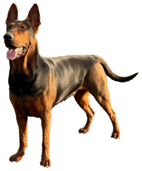 Ivy, an adult Laizhou Hong standing in three-quarter view, ears pricked, black and tan coat, mouth half open